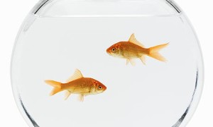 two-goldfish